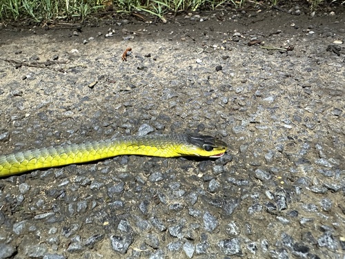 Common Tree Snake sighting