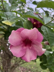 Allamanda blanchetii image