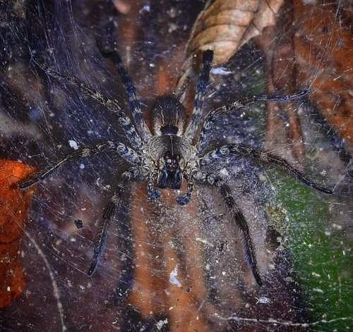 Sosippus mexicanus