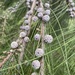 Casuarina junghuhniana - Photo (c) Junya Yumita, todos los derechos reservados, subido por Junya Yumita