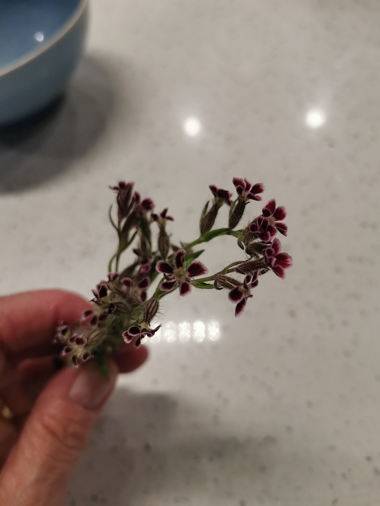 small-flowered-catchfly-from-woodside-new-zealand-on-november-19-2022