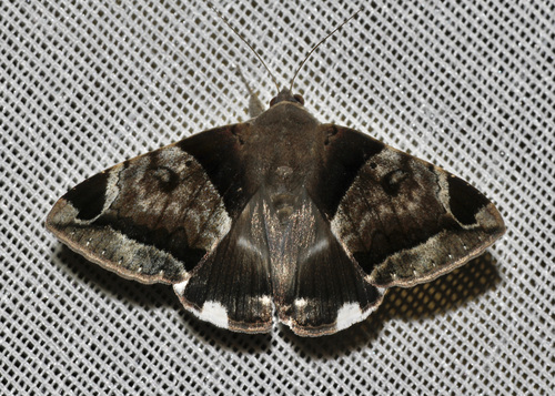 Lienard's Achaea