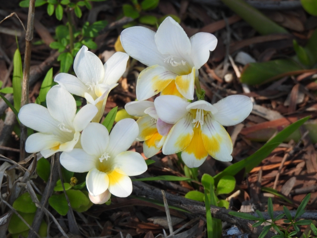 Freesia leichtlinii (Freesia leichtlinii)
