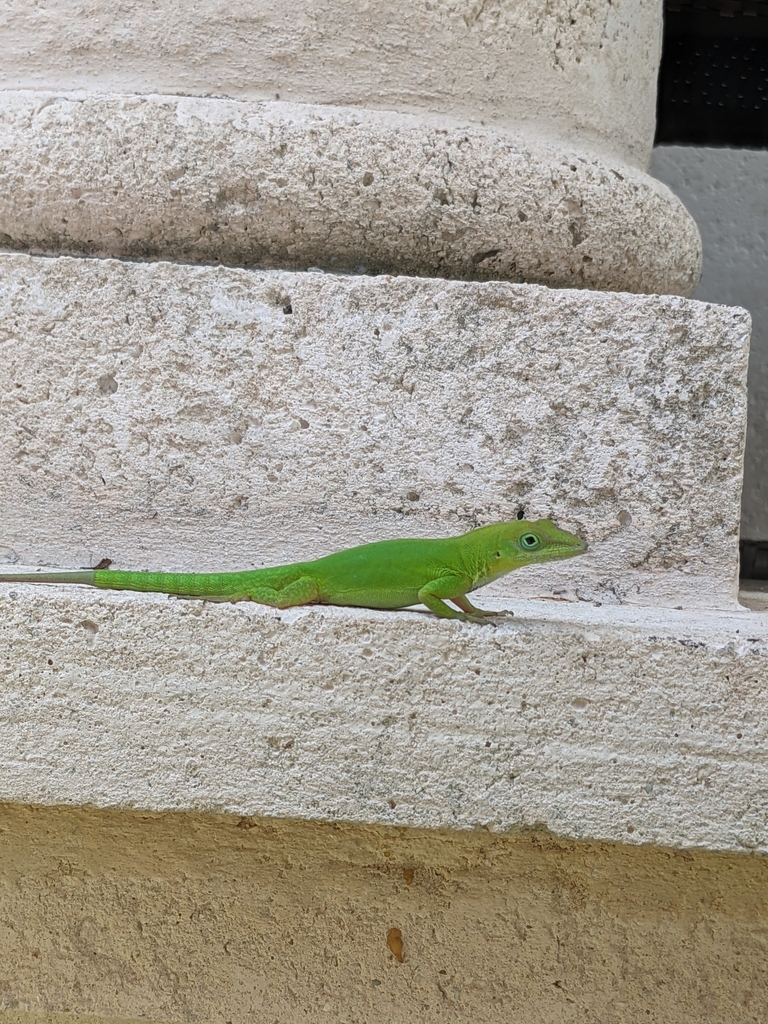 Anoles from Fort Lauderdale on August 1, 2021 at 01:44 PM by inkasaur ...