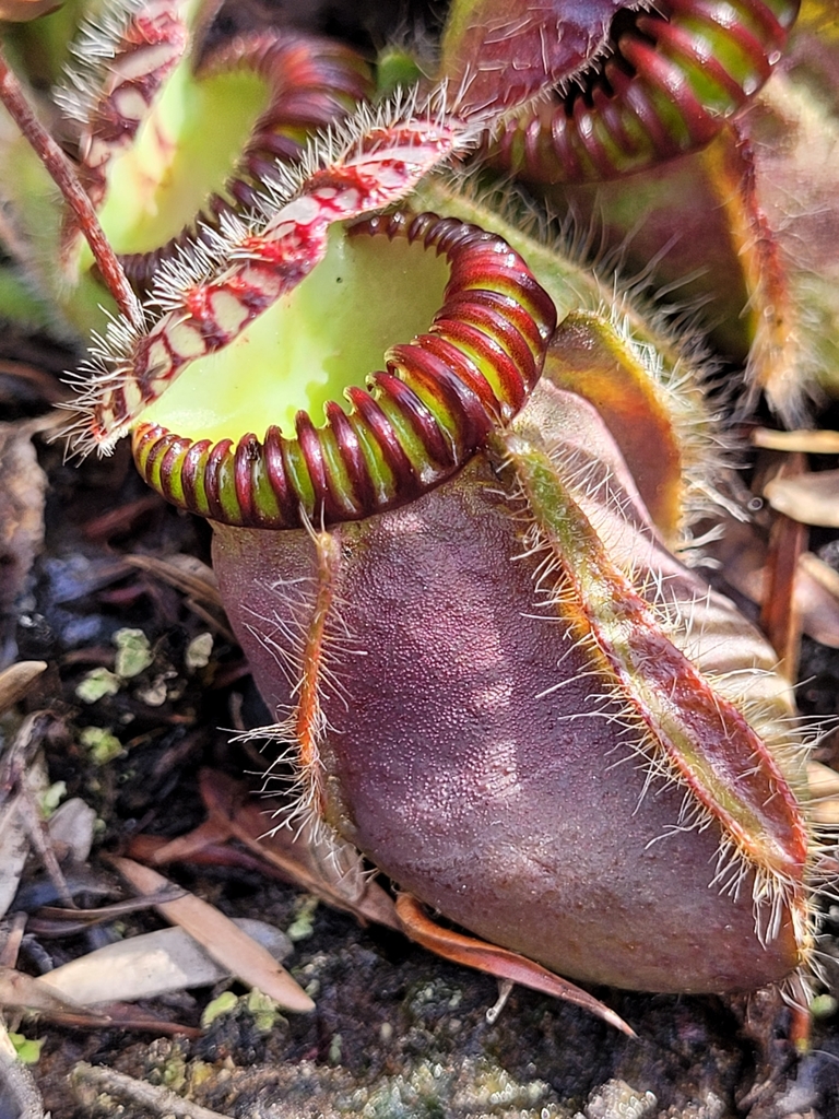 Cephalotus アルビ Albany pitcher plants (Genus Cephalotus) · iNaturalist