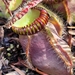 Albany Pitcher Plants - Photo (c) John Woodward, all rights reserved, uploaded by John Woodward