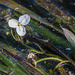 Sagittaria kurziana - Photo (c) j_albright, todos los derechos reservados
