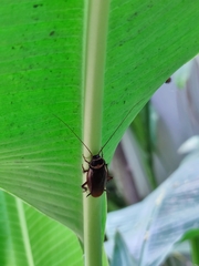 Periplaneta australasiae image
