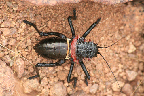 Eugaster guyoni (Serville, 1838)