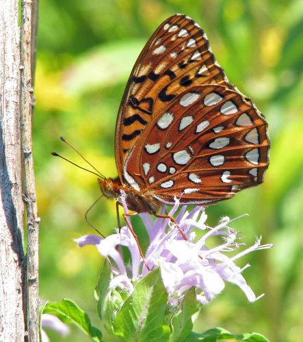 Aphrodite Fritillary