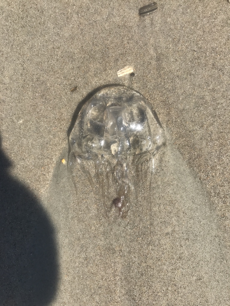 Fourhanded Box Jelly from 28594, Emerald Isle, NC, US on September 6