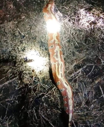 Malaysian Blood Python