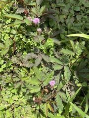 Mimosa pudica image