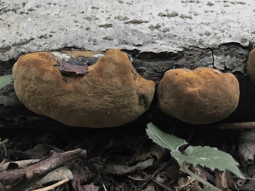 Phellinus alni nuotrauka