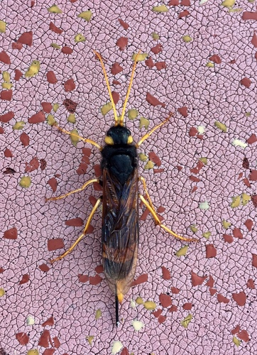 Yellow-horned Horntail