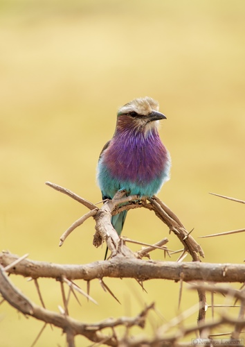 Lilac-breasted Roller