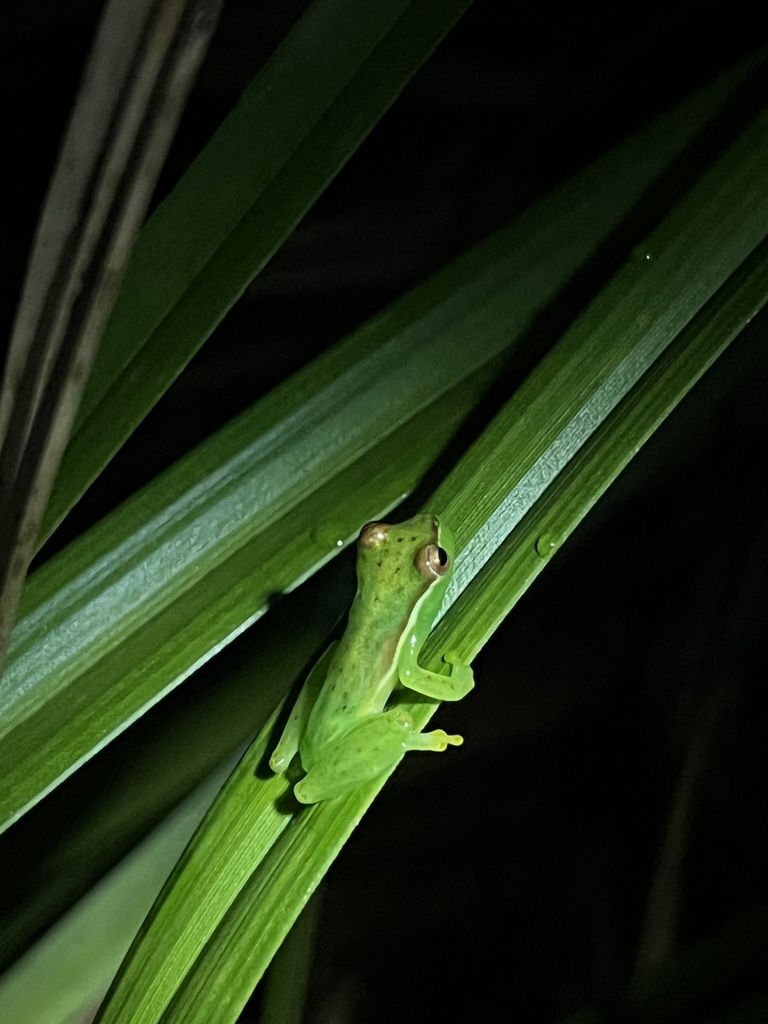 Tlalocohyla celeste from Upala, Alajuela, CR on November 7, 2022 at 06