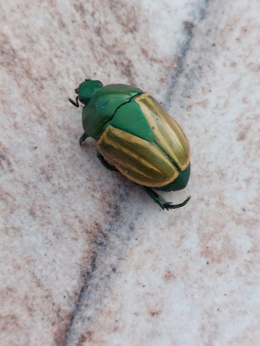 Macraspis festiva