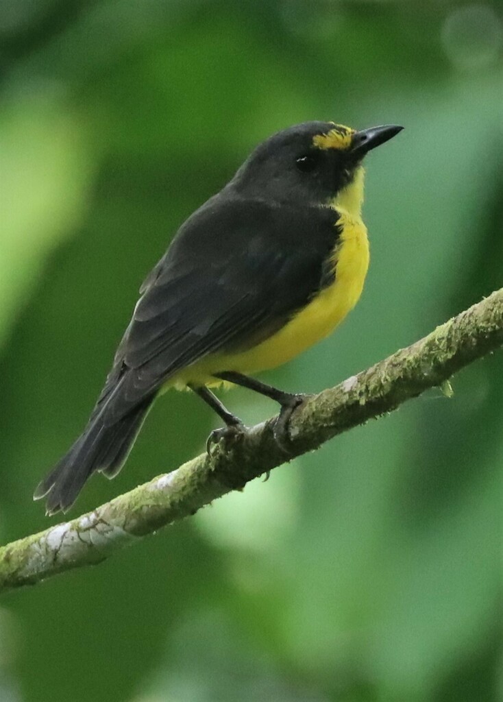 Samoan Whistler (Pachycephala flavifrons) photo
