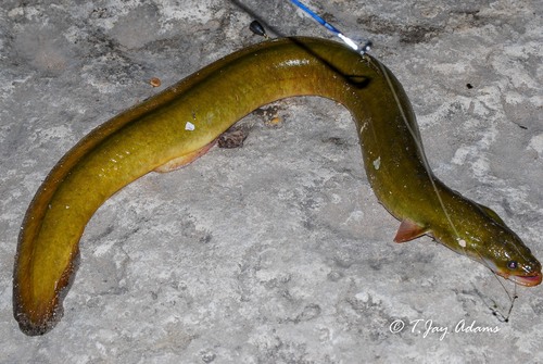 American Eel