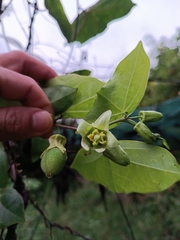 Passiflora megacoriacea image