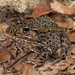 Gopher Frog - Photo (c) Jake Scott, all rights reserved, uploaded by Jake Scott