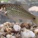 Rhombic Barb - Photo (c) athiwu, all rights reserved, uploaded by athiwu