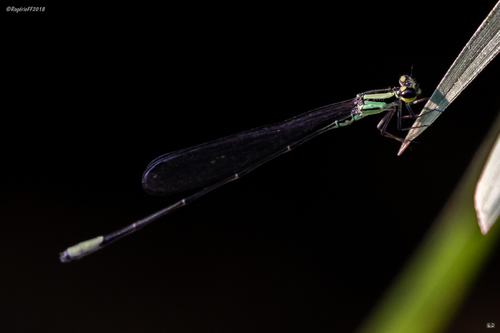 Pseudagrion simonae