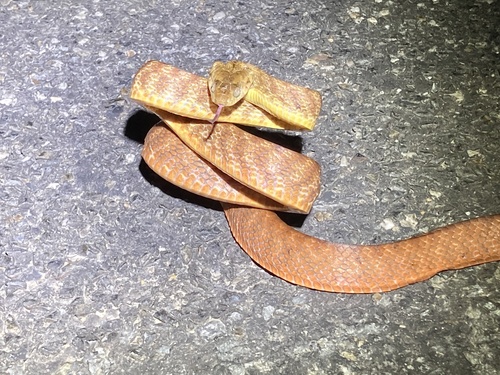 Brown Tree Snake sighting