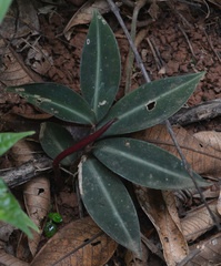 Costus laevis image