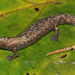 Amazon Climbing Salamander - Photo (c) Jake Scott, all rights reserved, uploaded by Jake Scott