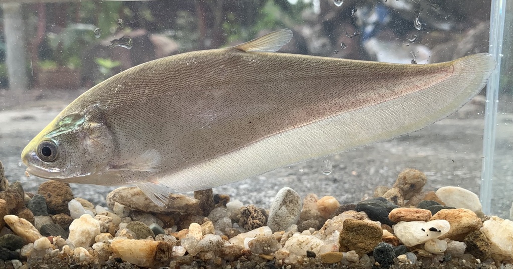 Bronze Featherback from รบ. 4019, อ.สวนผึ้ง, จ.ราชบุรี, TH on November