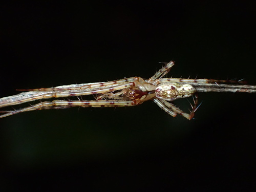 Tetragnatha pilosa