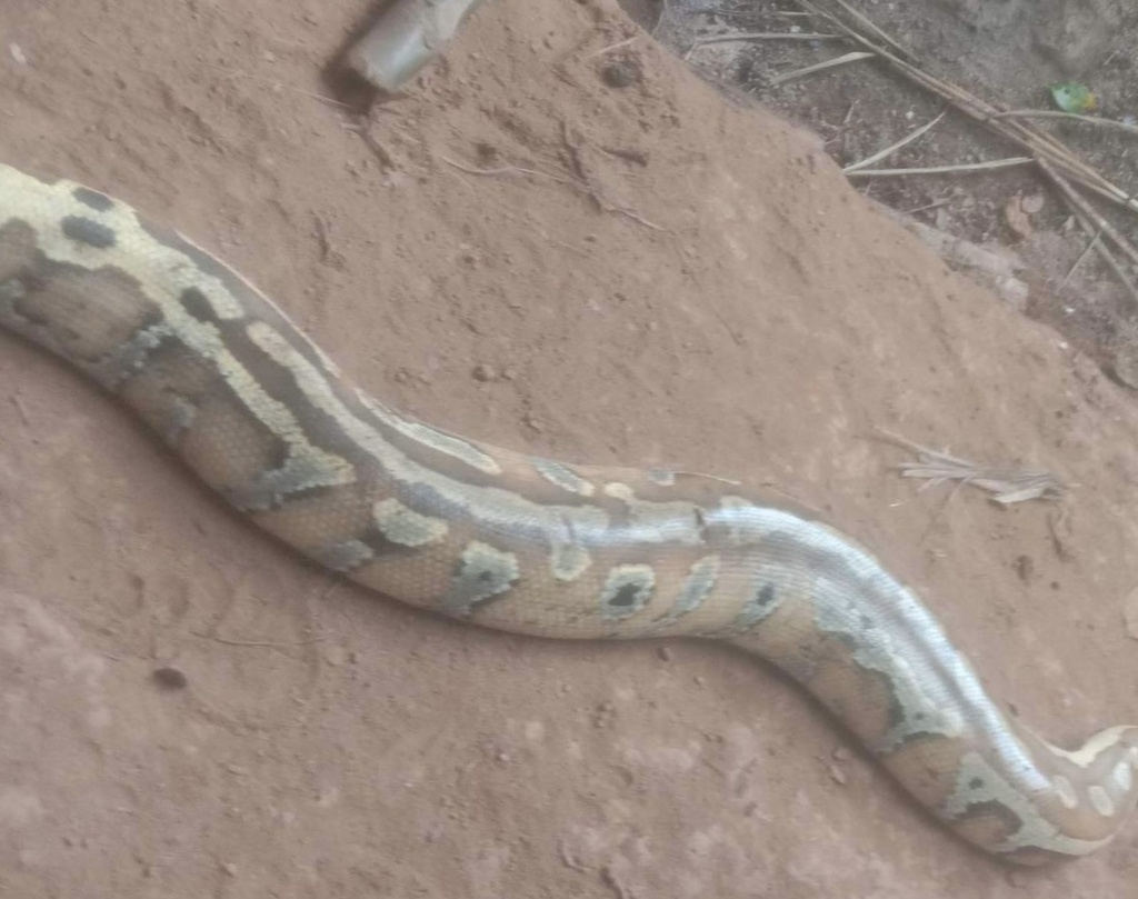 Common Pythons in October 2022 by Win Paing Oo. Record From Wildlife Of ...