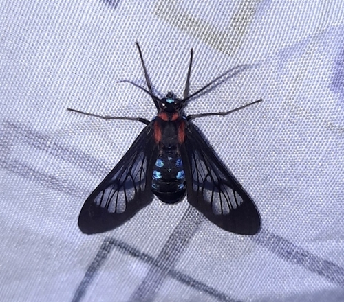 Cosmosoma rubriscapulae