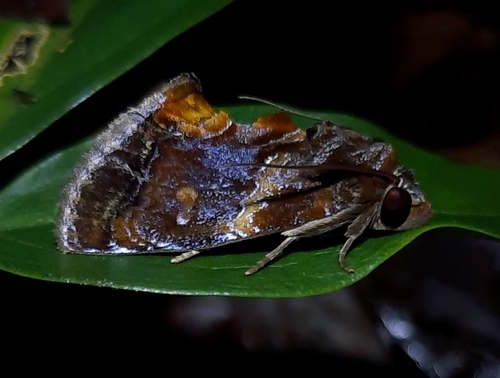 Gonodonta chorinea