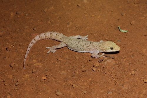 West African House Gecko