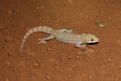 Hemidactylus angulatus image