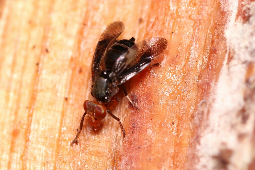 Vation Insect Valonia from Bishan, Singapore on November 20, 2022 at 09:58 AM by ...