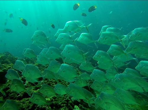 Hairfin Lookdown
