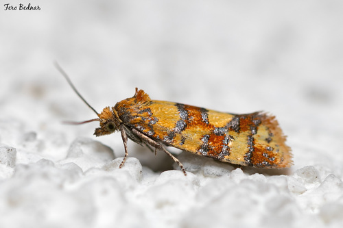 Aethes tesserana