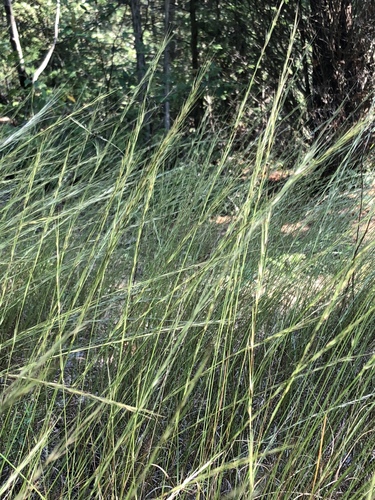Aristida longespica var. geniculata