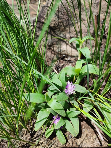Delosperma suttoniae