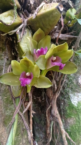 Bifrenaria