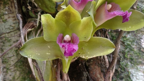 Scentless Bifrenaria