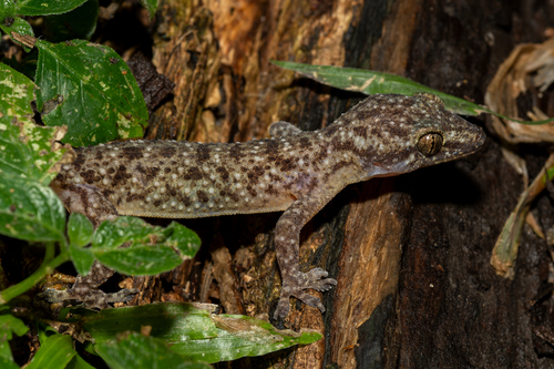 Spotted House Gecko