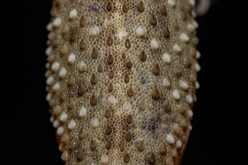 Spotted House Gecko