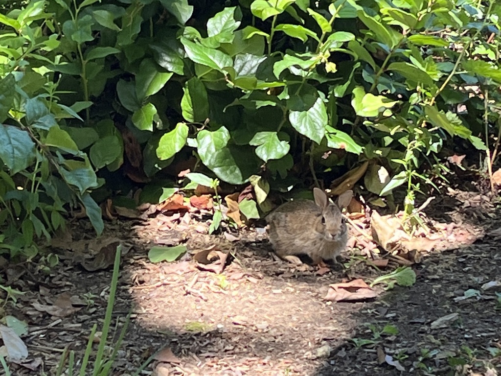 European Rabbit from 25th Ave S, Seattle, WA, US on July 22, 2022 at 12 ...