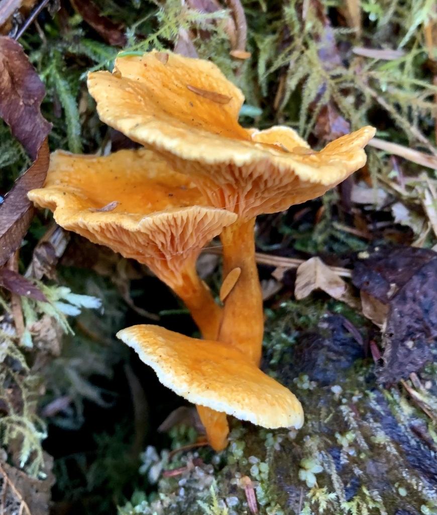 False Chanterelle in November 2022 by Oregon Birder · iNaturalist
