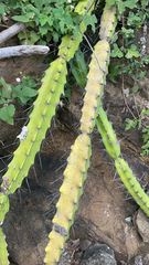 Acanthocereus tetragonus image